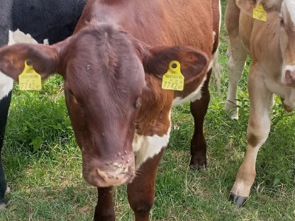 Bild 2:2 Pinzgauerkalbinnen zu verkaufen
