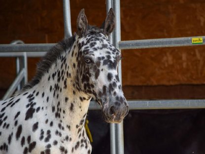 Bild 5:Heimat Vulkan Noriker Tiger Hengstfohlen zu verkaufen
