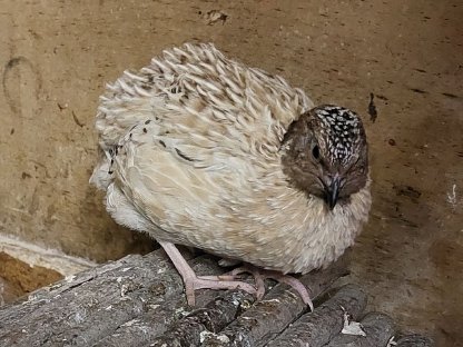 Bild 5:Hahn - Wachtel Naturbrut