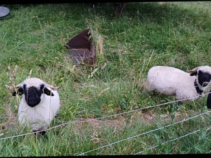 Wir suchen eine Landwirtschaft zur Pacht oder Leibrente