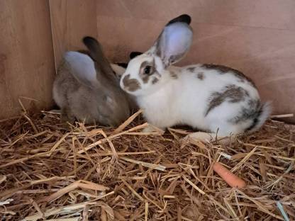 Kaninchen Rammler
