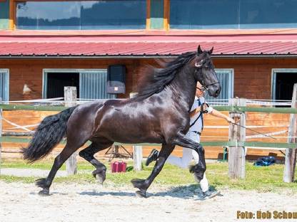 Bild 7:Brave 7-jährige Friesenstute