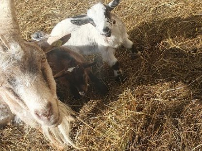 Bild 6:Zwergziegenkitze zu verkaufen