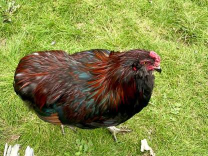 Bild 3:Araucana Hahn
