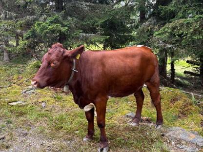 Bild 2:Trächtige Pinzgauerkalbin