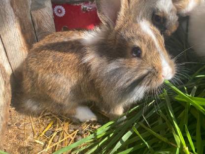 Bild 3:Babyhasen zu verkaufen