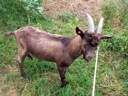 Bild 4:Pinzgauer Böcke