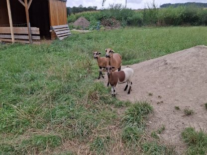 Bild 3:Kamerunschaf (Lamm) männlich