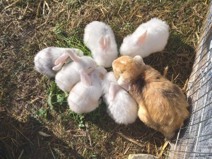 Kaninchen/Rassehasen abzugeben