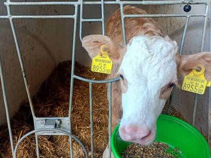 Verkaufe Stierkalb