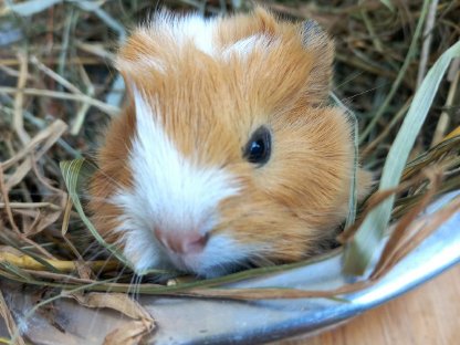 Meerschweinchen