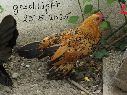 Bild 4:Federfüßige Zwerghähne verschiedene Farben