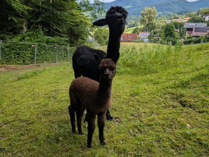 3 in 1 Alpakastute trächtig mit weiblichem Cria bei Fuß