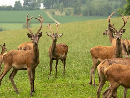 Bild 4:Rothirsch 2. Kopf und Rothirschspießer zu verkaufen