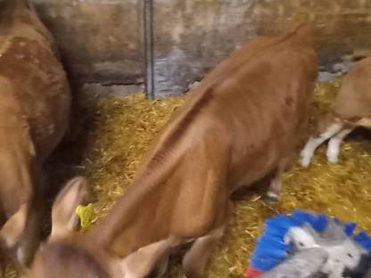 Jersey Stier