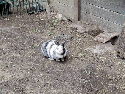 Bild 5:Weibliches Zwergkaninchen