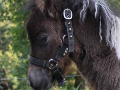 Bild 3:Minishetty Hengst