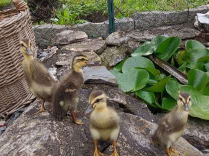 Bild 4:Junge Laufenten