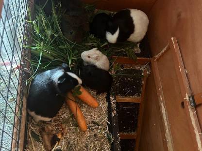 Bild 8:Süße kleine Meerschweinchen