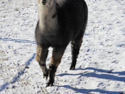 Bild 9:Alpakahengst T Jerry