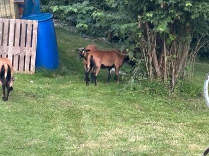 Bild 4:Kamerunschafe