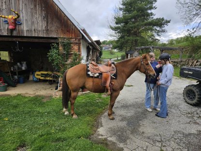 Bild 2:Quarter und Pony Couple