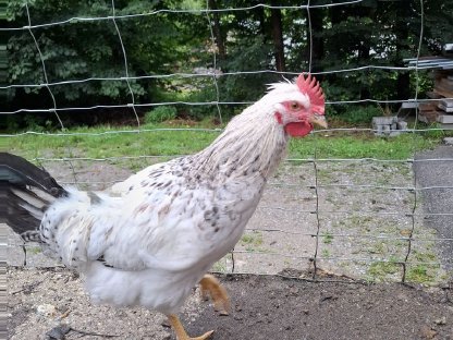 Bild 3:Hähne zu verschenken