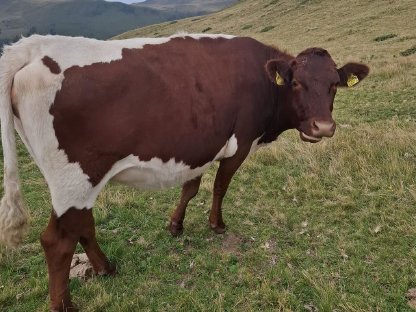 Pinzgauer Kalbin (Bio) zu verkaufen