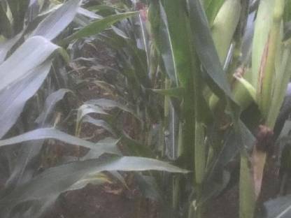 Bild 2:Maisballen 2025