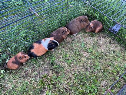 Meerschweinchen