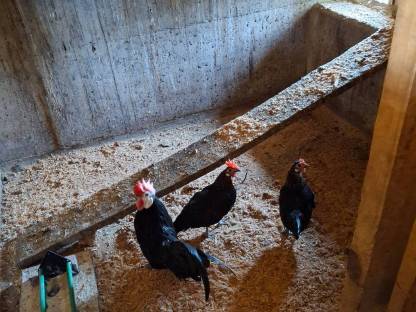 Bild 2:3 Stk. Zwergspanier