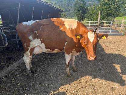 Bild 2:Bio Abmelkkuh