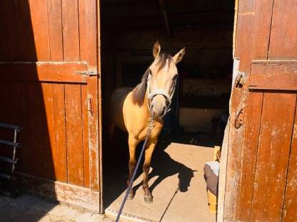 Bild 3:Deutsches Reitpony von Gold Garant