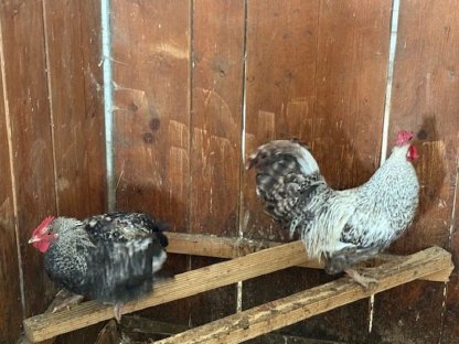 Bild 2:Verschenke Hahn