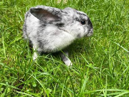 Bild 2:Widderhasen abzugeben