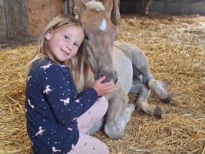 Bild 8:Haflinger Stutfohlen