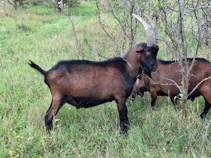 Bild 2:HB PINZGAUER Zuchtböcke