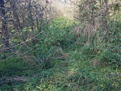 Bild 6:Mulcharbeiten, Mäharbeit, Böschungsmähen