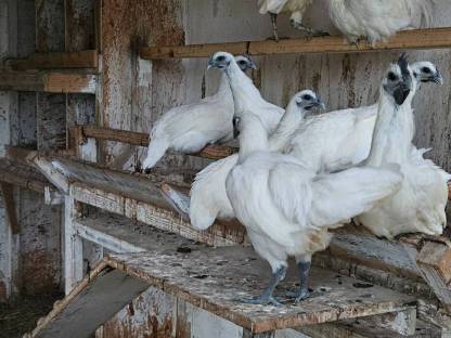 Bild 2:Hühner, Höckergänse, Puten, Kunekune, Bruteier