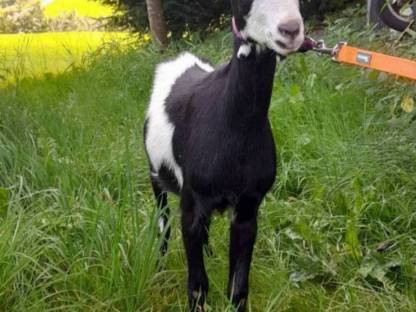 Bild 2:Tauernschecken Kitz HB