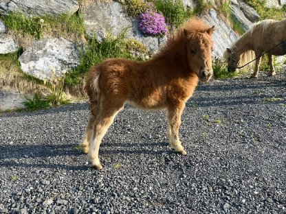 Bild 5:Minishetlandpony Fohlen zur Abgabe
