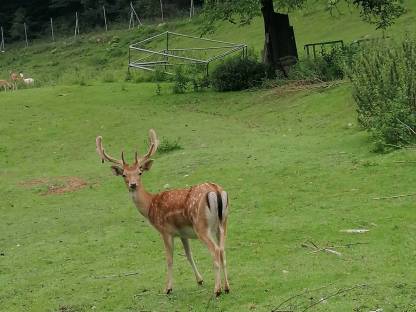 Damhirsch 2. Kopf