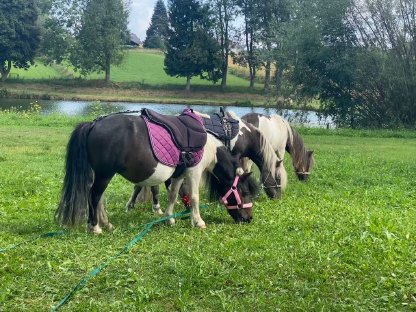 Pony Reitbeteiligung