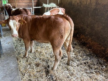 Limousin Kalbin