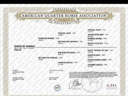 Bild 8:Quarter Horse Wallach