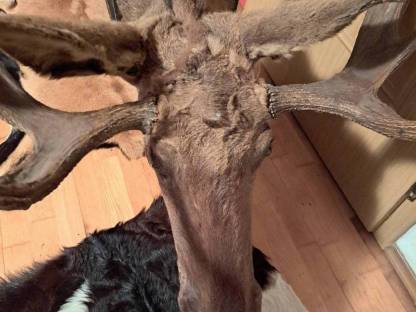 Bild 2:Elchkopf Tierpräparat