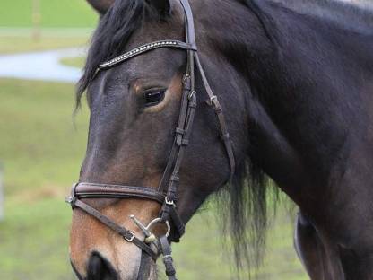 Bild 9:Sportliche Norikerstute - Benita