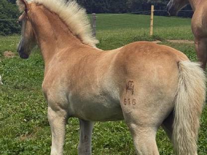 Bild 4:Haflingerstutfohlen Raya