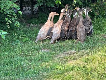 Bild 6:Laufenten in Sonderfarben