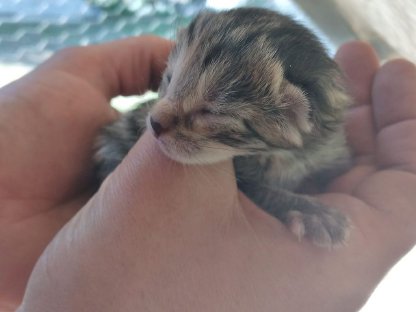 Katzenbabys bald zu vergeben